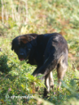 /album/fotogaleria-de-lobo/mastin-espanol-lobo-3-png/